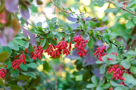 plante burberry|how deep are barberry roots.